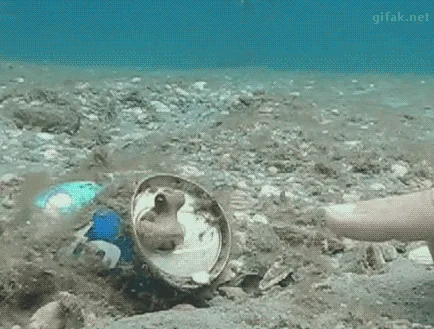 A small octopus is seen inside a discarded can on the ocean floor. A human finger slowly approaches and gently touches the…