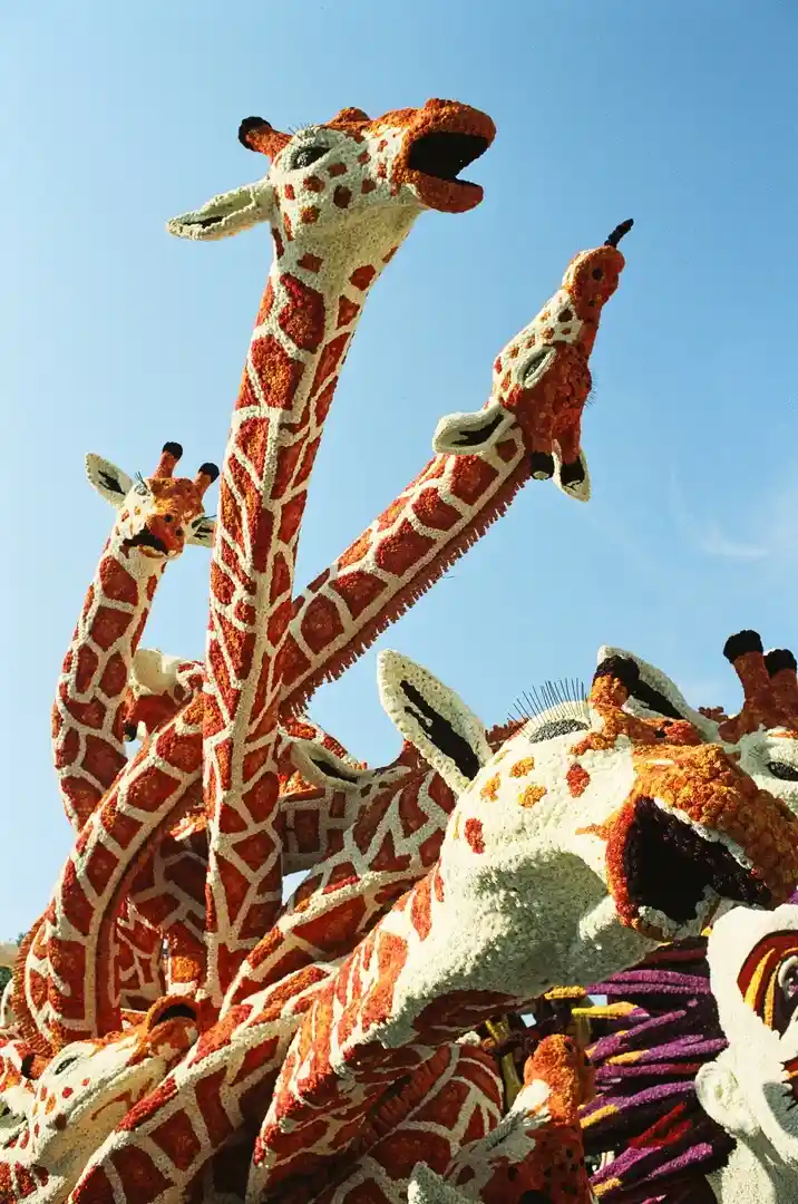 A low-angle photo shows multiple large, ornate giraffe sculptures made of flowers, set against a clear blue sky. Several…