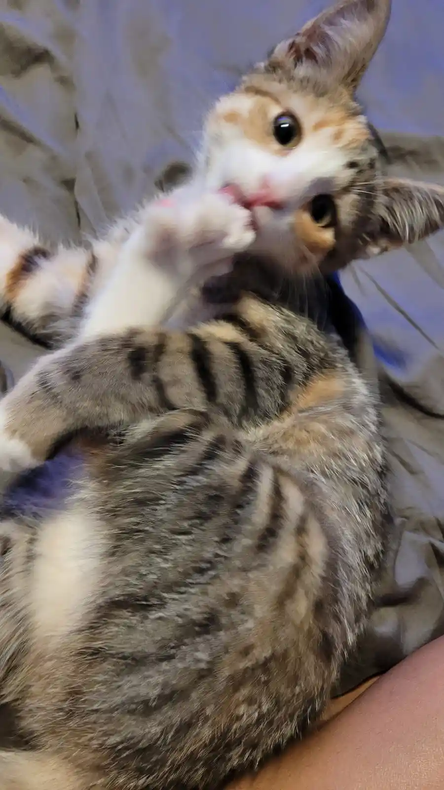 A calico kitten with white, orange, and gray fur is lying on its back on a bed, licking its paw. The kitten has large, round…