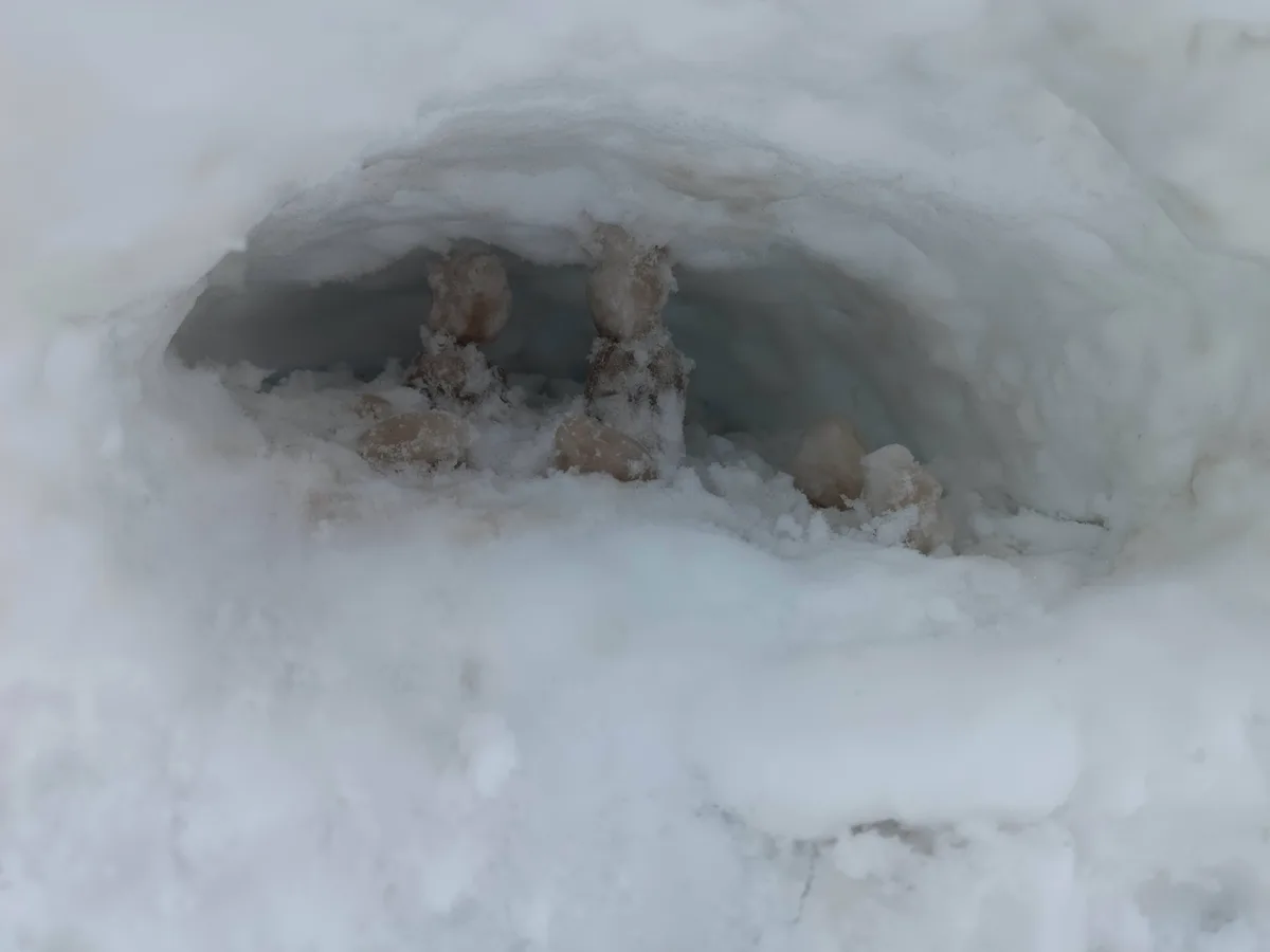 A close-up view of a small, partially collapsed snow fort or igloo-like structure, with snow-covered snowballs inside that…
