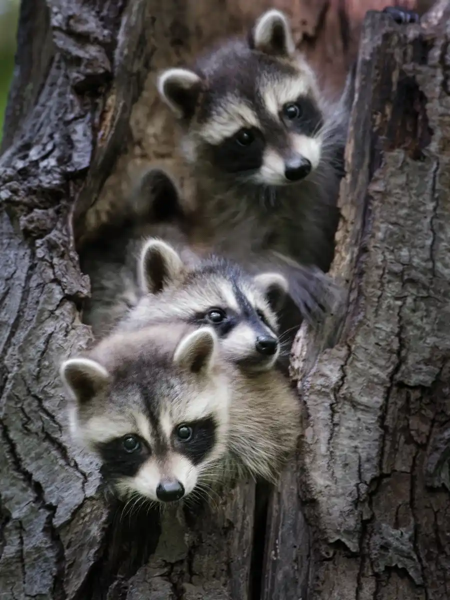 Three young raccoons with distinctive black mask markings and fluffy gray fur peer curiously out of a hollow in a weathered…