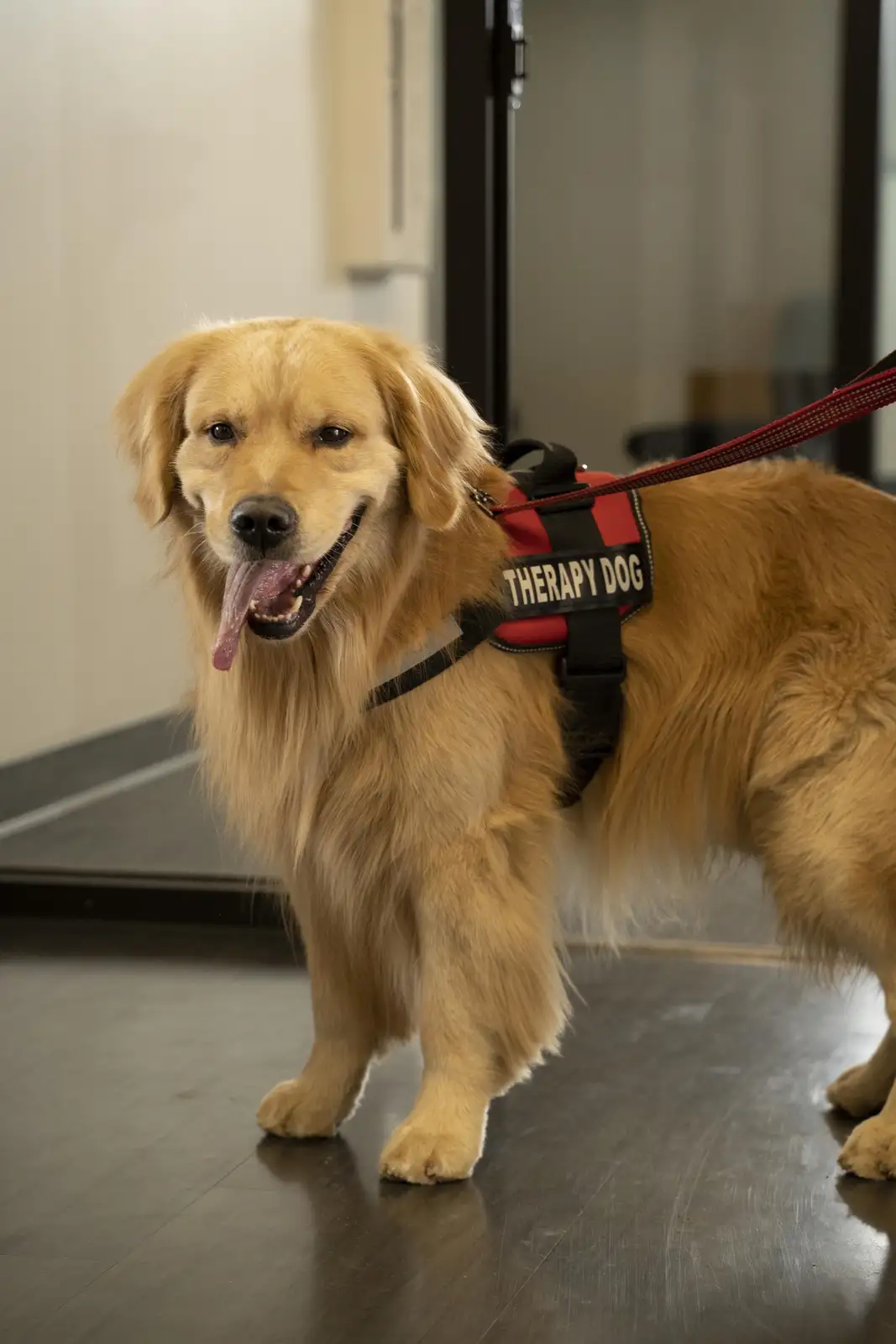 A golden retriever wearing a red and black harness labeled 'THERAPY DOG' stands indoors on a dark floor, tongue out, looking…