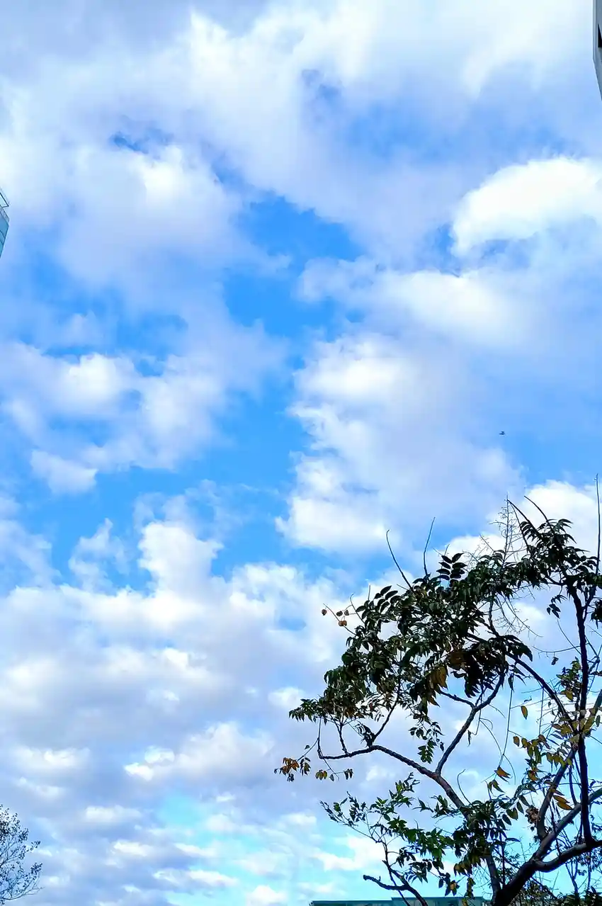 A photo of a bright blue sky with scattered white clouds, framed by the dark silhouette of tree branches with some green and…