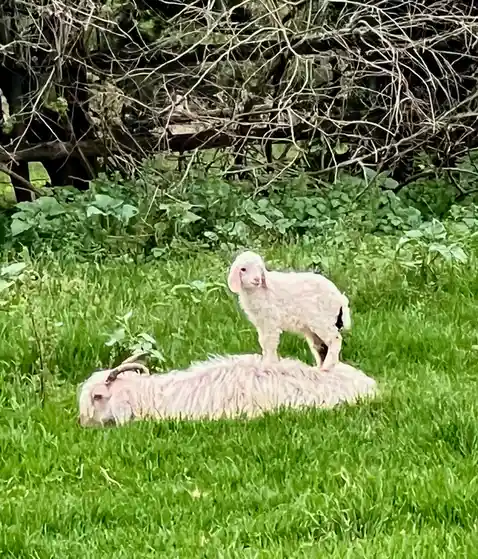 A small, fluffy white lamb stands upright on the back of a larger, shaggy white adult sheep that is lying down in a grassy…
