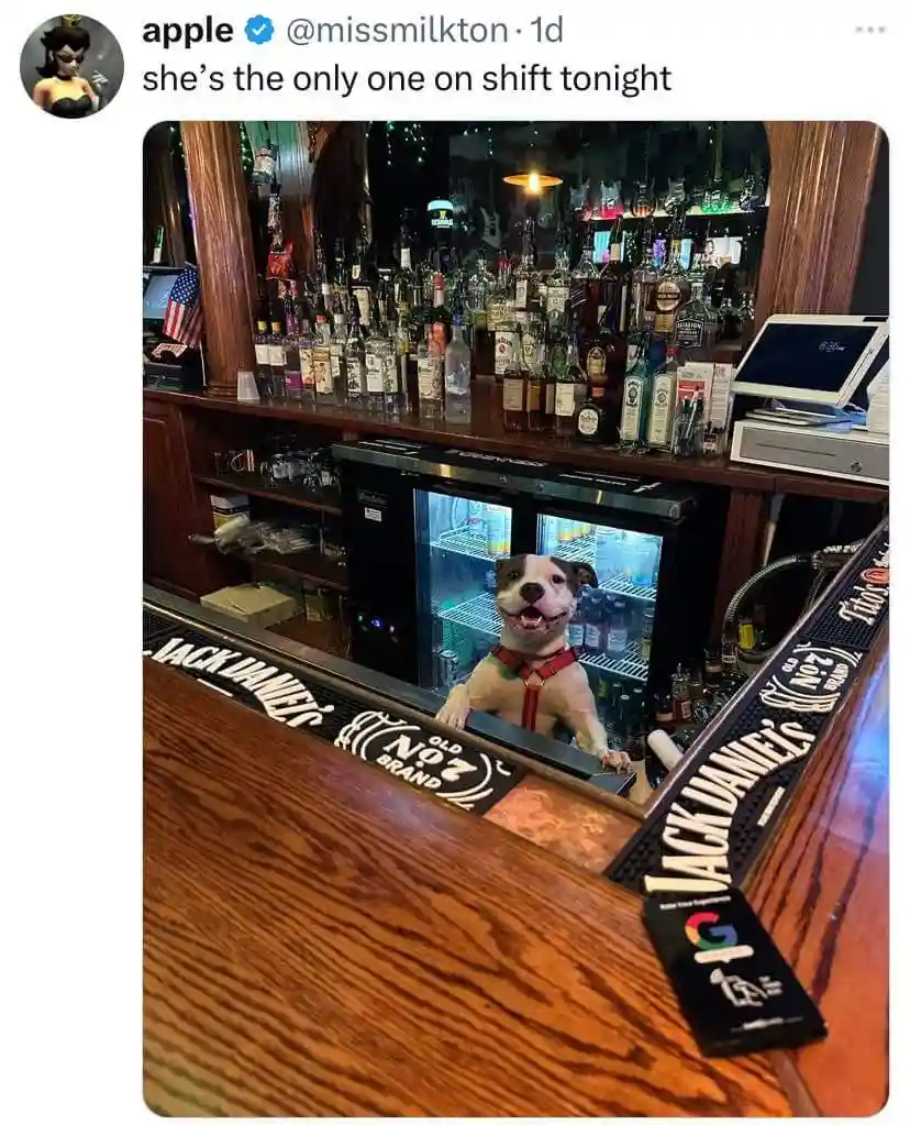 A smiling pit bull dog wearing a red harness is standing behind a wooden bar, leaning on the counter with its paws. Behind…