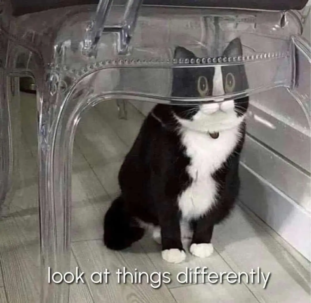 A black and white cat sits under a transparent plastic chair, looking up with wide eyes. The text 'look at things…