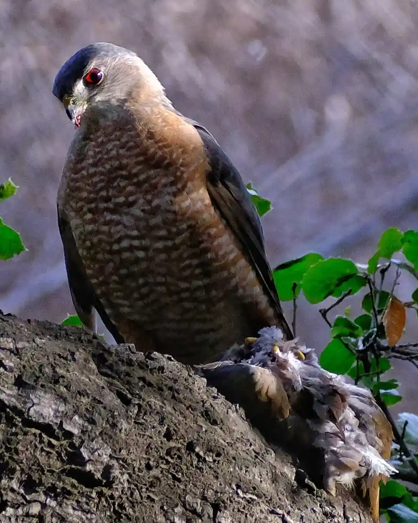 A hawk with a dark blue head, red eyes, and brown speckled chest perches on a tree branch, holding a smaller bird in its…