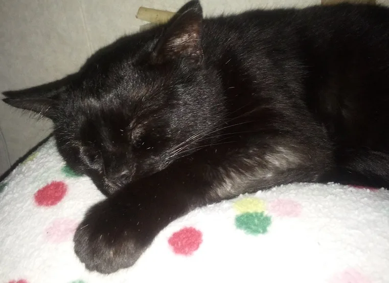a black cat is sleeping soundly on a white blanket with colorful polka dots, its paw resting near its face. The overlaid…
