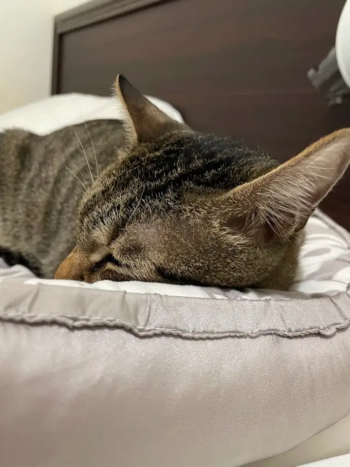 A close-up photo of a tabby cat sleeping peacefully with its eyes closed on a light-colored, satin-like pet bed. The cat's…