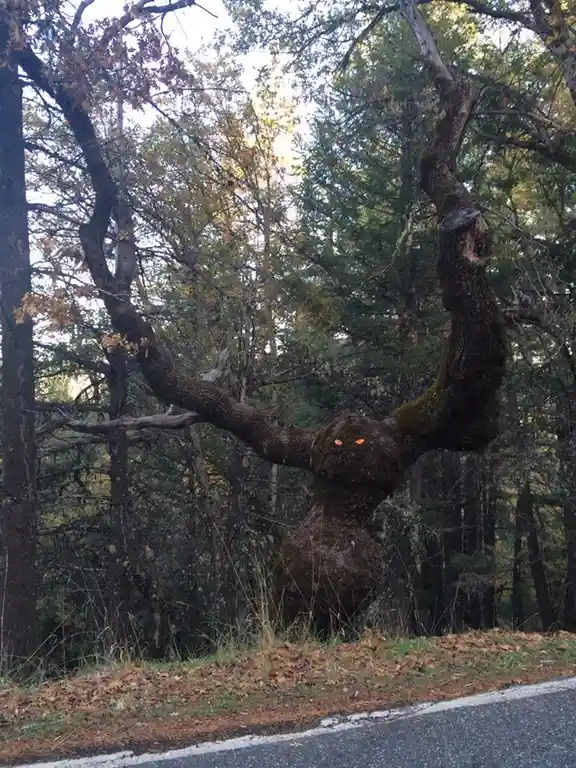 a gnarled, moss-covered tree with two glowing orange eyes digitally added to its trunk, giving it a menacing, cartoonish…