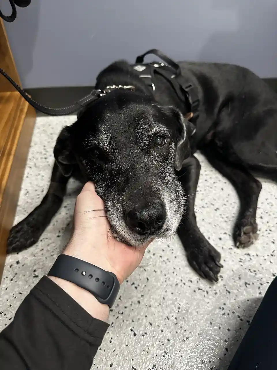A close-up photo shows a black dog with gray muzzle and eyes, wearing a harness, lying on a speckled floor while a person's…