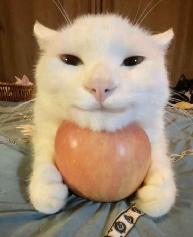 A fluffy white cat sits upright on a bed, holding a large red apple with both paws. The cat has a smug, slightly mischievous…