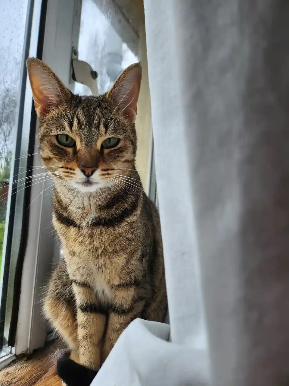 A tabby cat with green eyes sits on a windowsill next to a white curtain, looking directly at the camera with a stern…