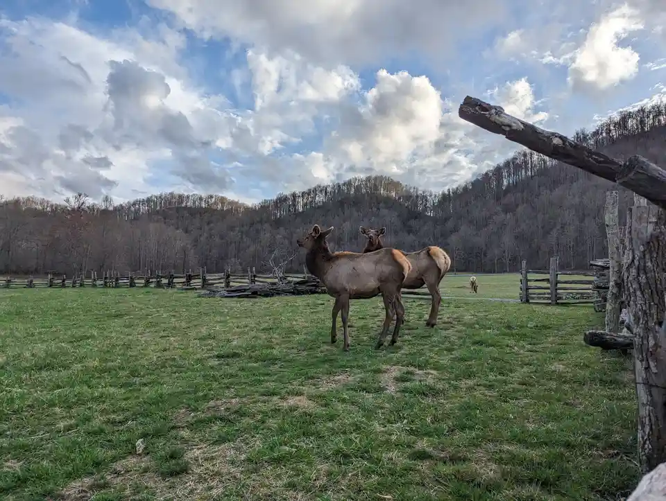 Two elk stand in a grassy field bordered by wooden fences, with a forested hillside and cloudy sky behind them. One elk…