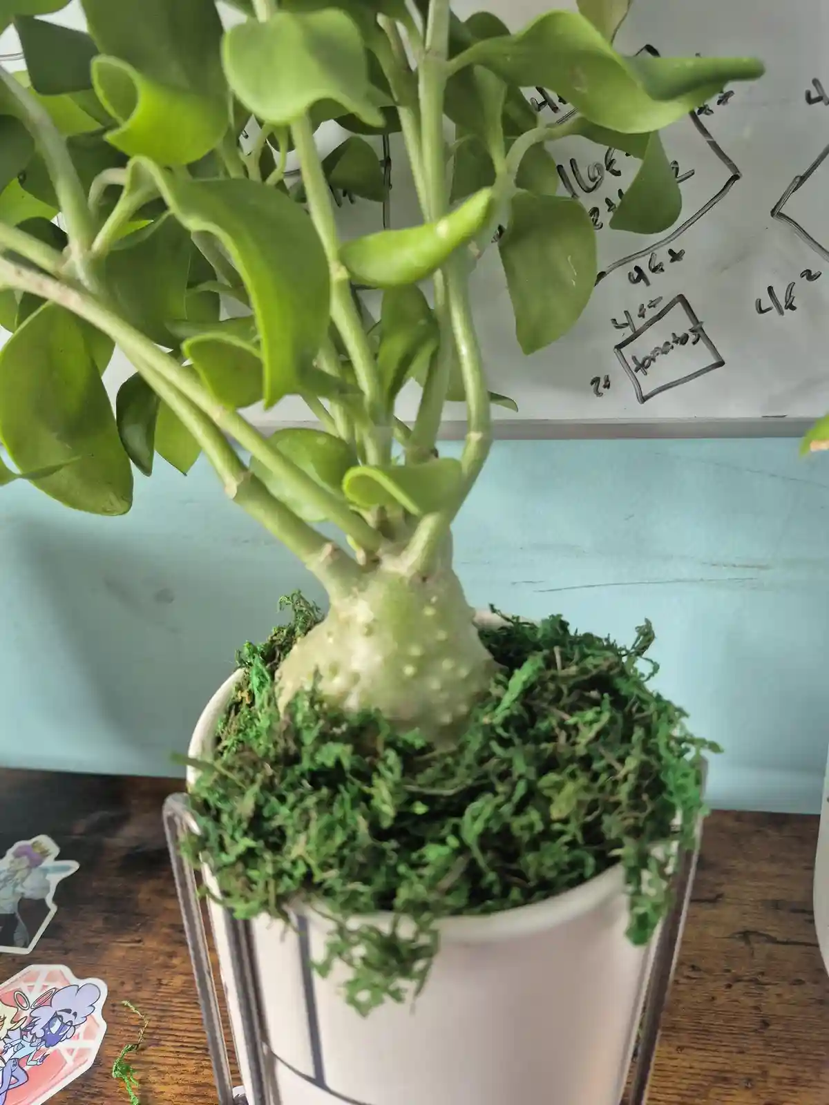 The Enigmatic Maze (Labyrinth) Plant