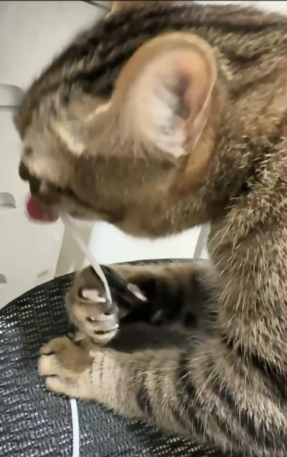 A tabby cat is shown licking a white charging cable that it's holding with its front paws while sitting on a black mesh…