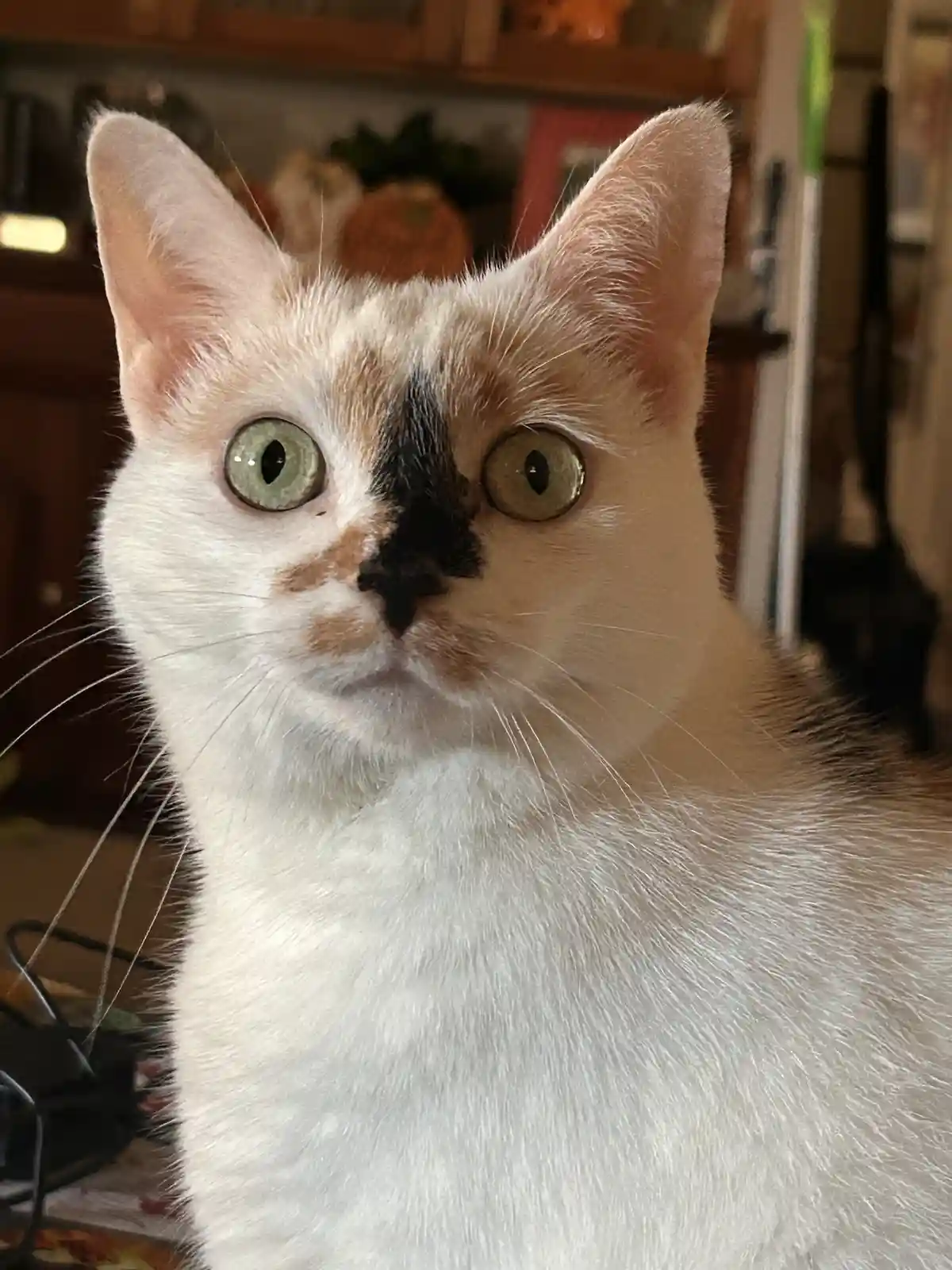 A close-up photo of a calico cat with wide, startled green eyes and a black patch on its nose, looking directly at the…