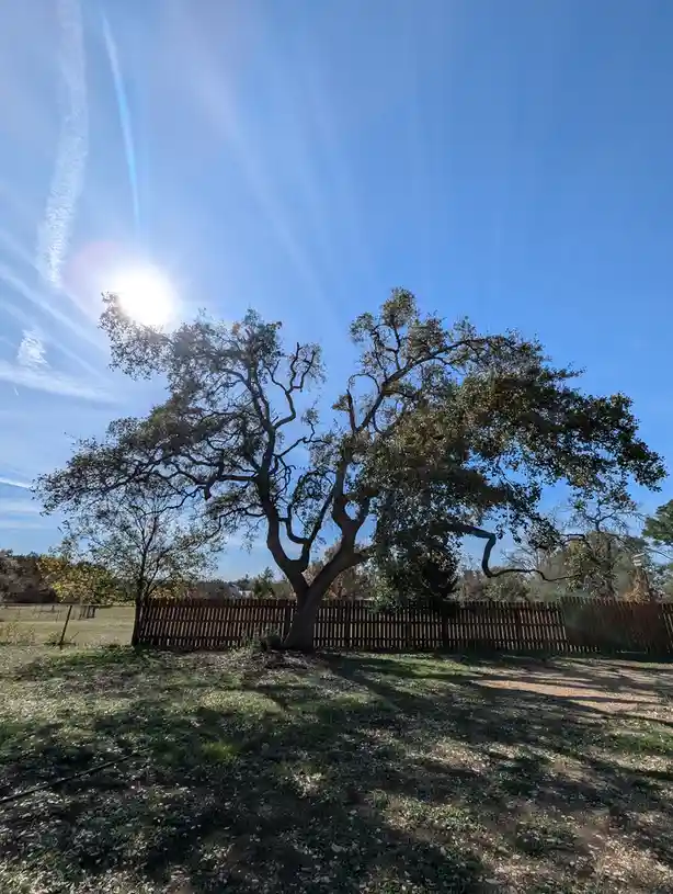 A large, leafy tree with gnarled branches stands in a grassy yard behind a wooden fence under a bright blue sky with the sun…
