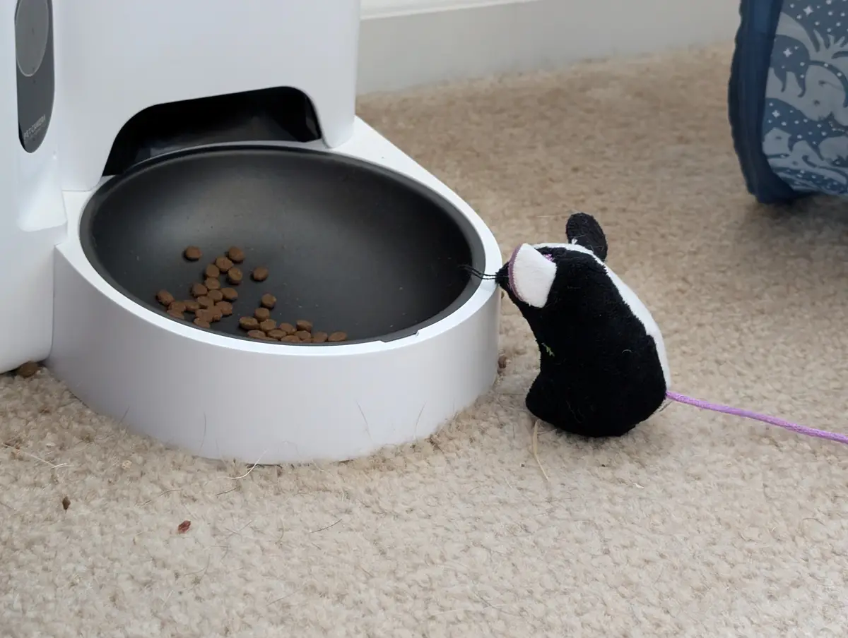 Caturday Adventures and Shenanigans