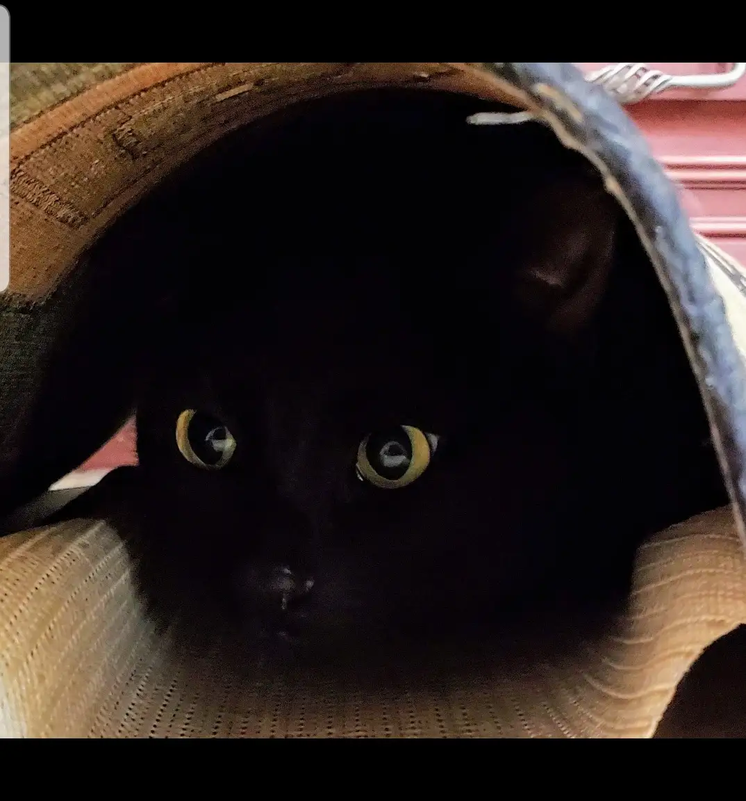 A black cat with large, glowing yellow eyes peers out from inside a woven basket or hat, its face mostly obscured by…