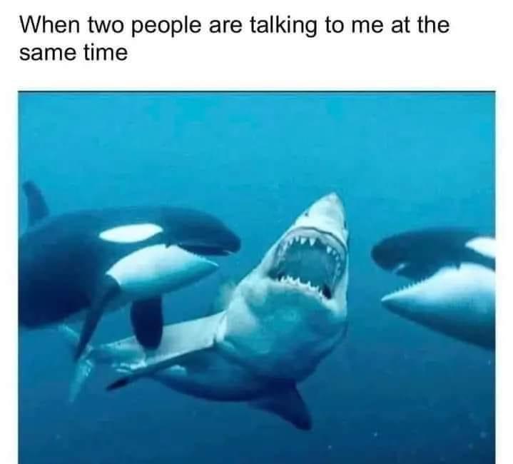 An underwater photo shows a great white shark with its mouth wide open, flanked by two orcas. The overlaid text reads 'When…