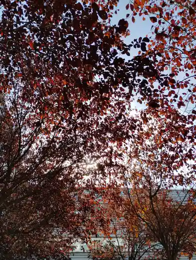 A photograph looking up through autumnal trees with red and orange leaves, where the sun shines brightly through the…