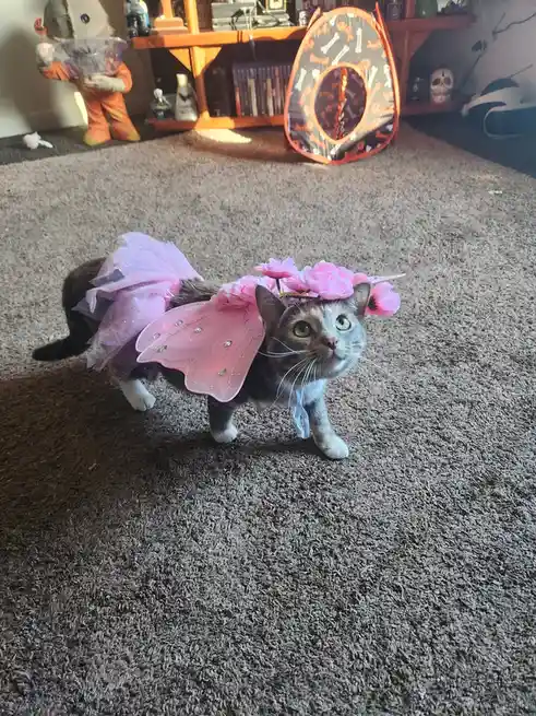 A gray and white cat wearing a pink fairy costume with wings and a flower crown stands on a carpeted floor, looking upward…