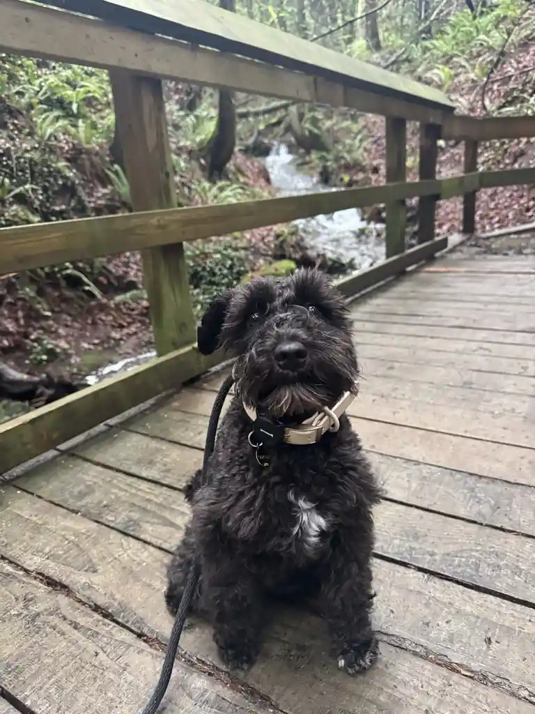 A black, curly-haired dog with a white patch on its chest sits on a wooden bridge in a forest, looking directly at the…