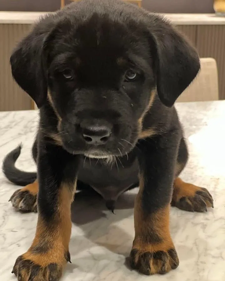 Fundraising for Adorable Pavo Puppies