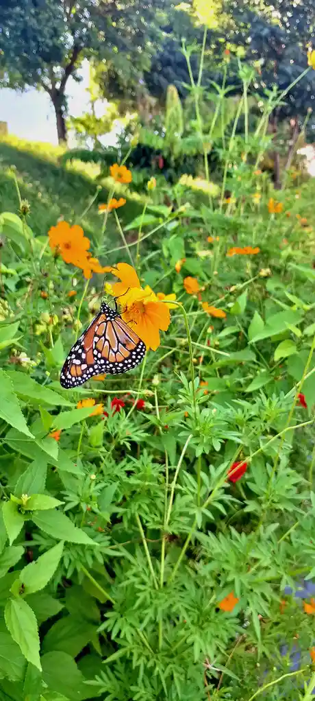 A monarch butterfly with orange and black wings and white spots rests on a bright orange flower in a lush green garden…