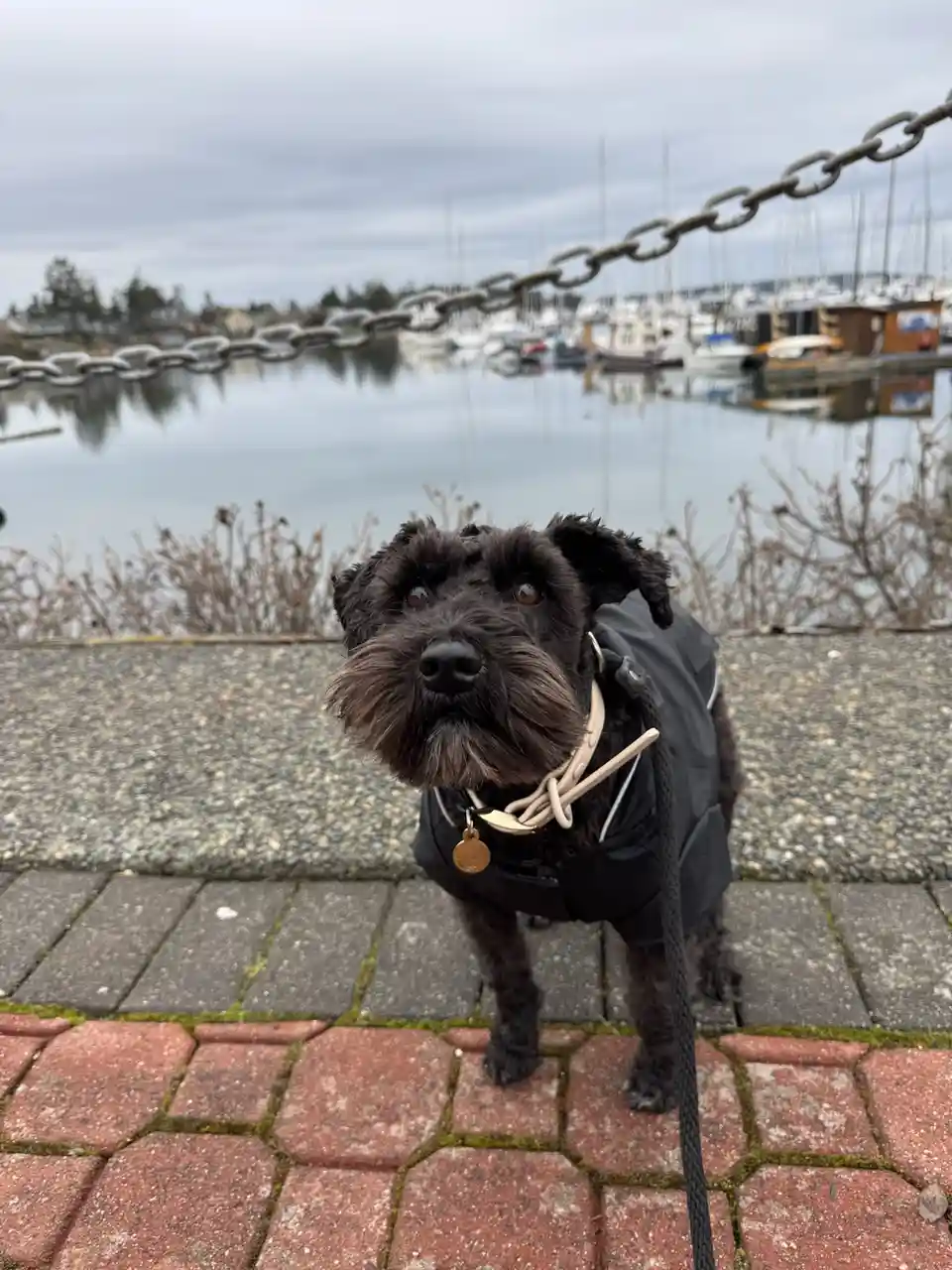 A black, scruffy dog wearing a black vest and beige harness stands on a red brick path near a waterfront, looking directly…