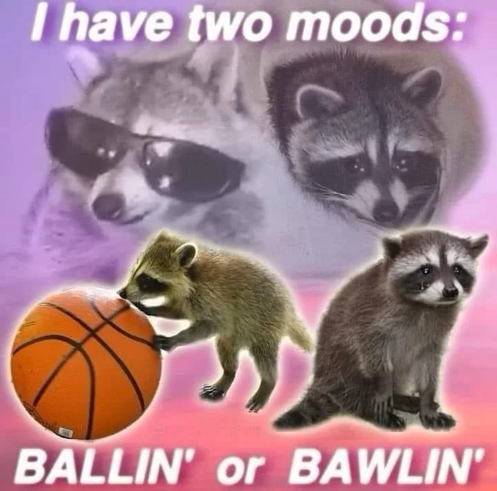 The image features three raccoons against a purple-pink gradient background. One raccoon wears sunglasses and appears cool…