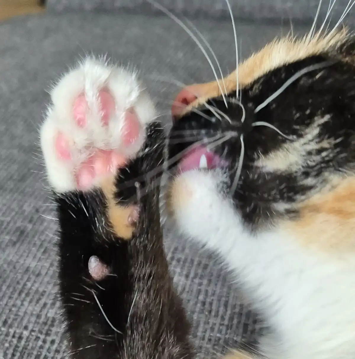 Whimsical Strawberry Marshmallow Toe Beans