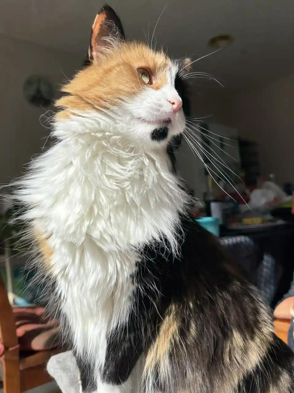Poser II: The Sequel