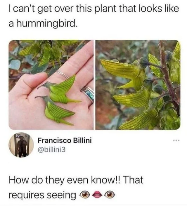 The image shows two photos of a green, leafy plant with flowers shaped like tiny hummingbirds, one held in a person's hand…