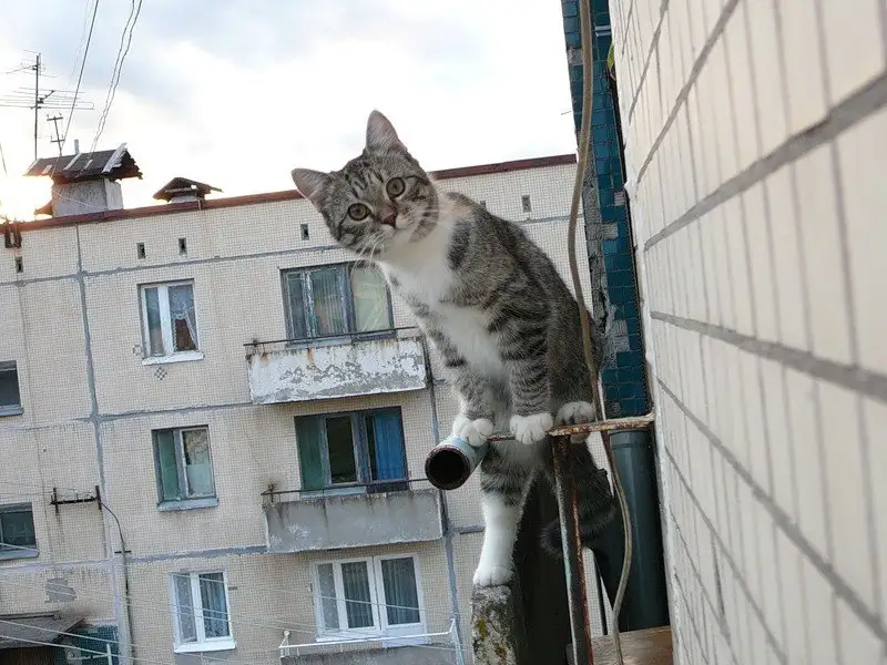 A tabby cat with white paws is perched precariously on a rusty metal pipe and railing on the side of a tiled building…