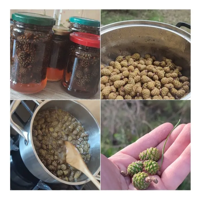 A four-panel collage shows the process of making pine cone preserves: fresh pine cones in a hand, pine cones boiling in a…