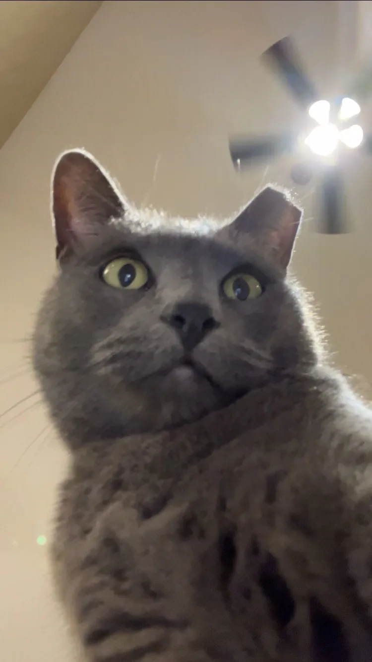 A close-up photo of a gray cat with wide, startled-looking yellow eyes staring upward. Behind the cat, a ceiling fan with…