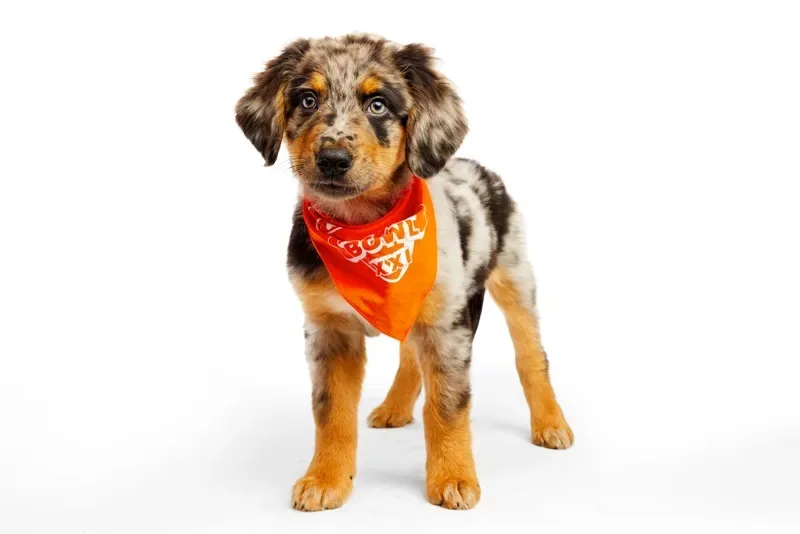 A small, fluffy puppy with a merle coat stands against a white background, wearing an orange bandana with the text 'i'm not…