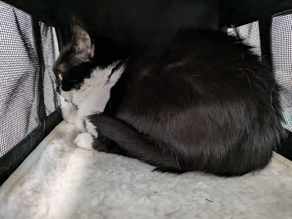 Here's the latest update on Nugget's adventures.