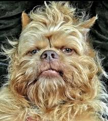 A close-up of a scruffy, shaggy dog with a very human-like, grumpy facial expression, looking directly at the camera. The…