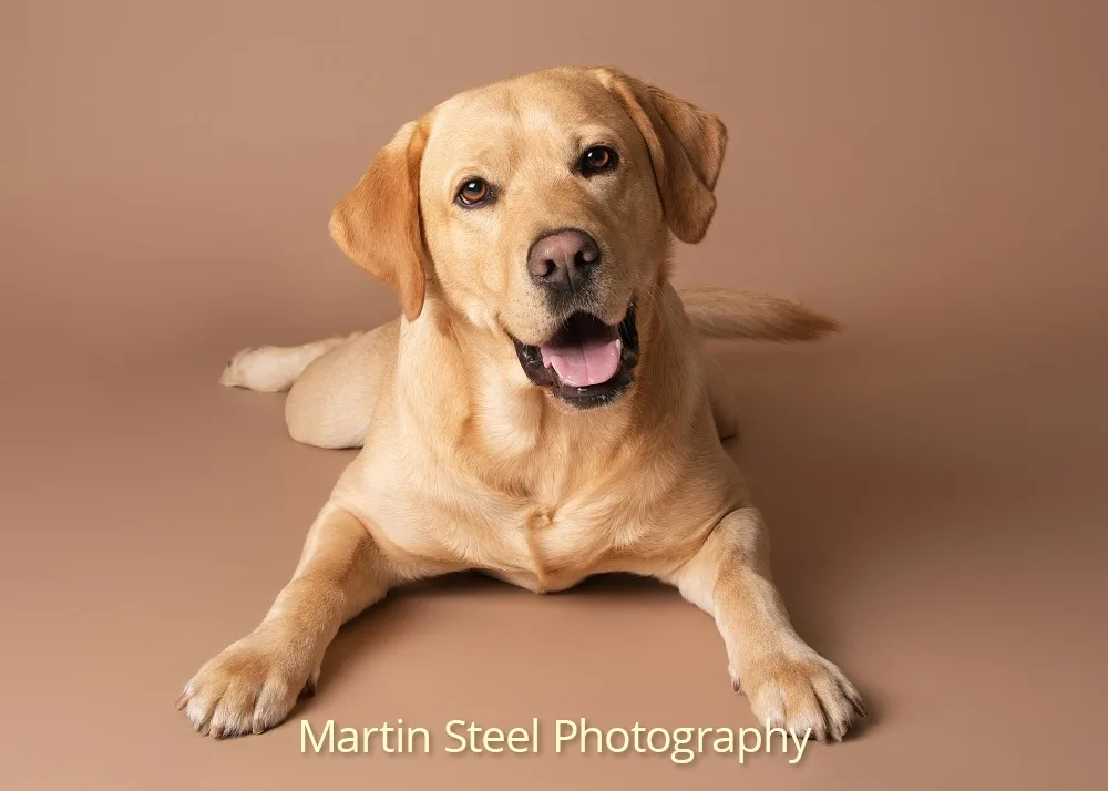 A professionally photographed yellow Labrador Retriever lies on a solid brown studio background, looking directly at the…