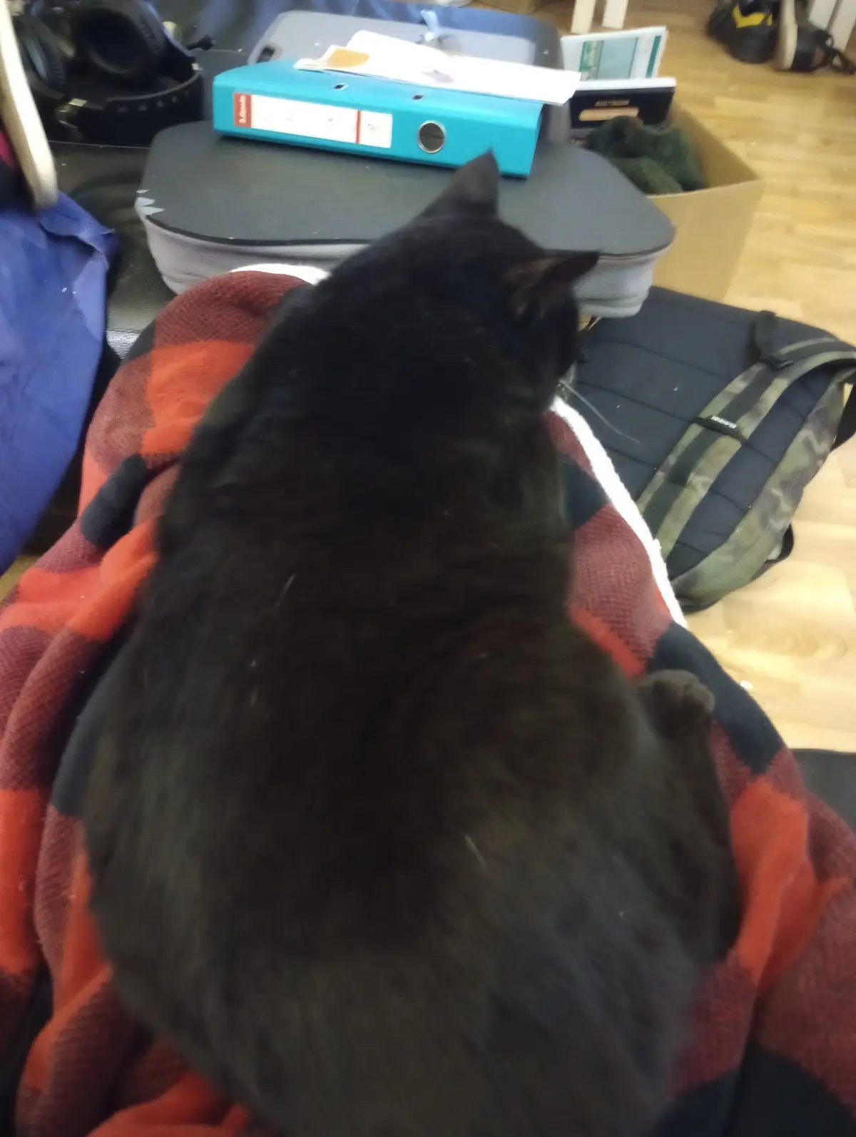 A black cat is seen from behind, curled up and resting on a red and black plaid blanket. The surrounding area includes a…