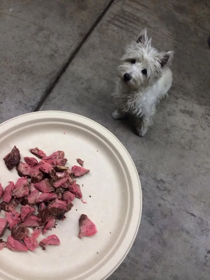 A small, fluffy white dog with dark eyes and nose sits on a gray concrete floor, looking up expectantly at a paper plate in…