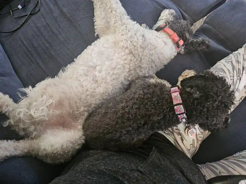 Two fluffy poodle-type dogs are lying on a dark blue couch, one light-colored and one dark-colored, both wearing collars…