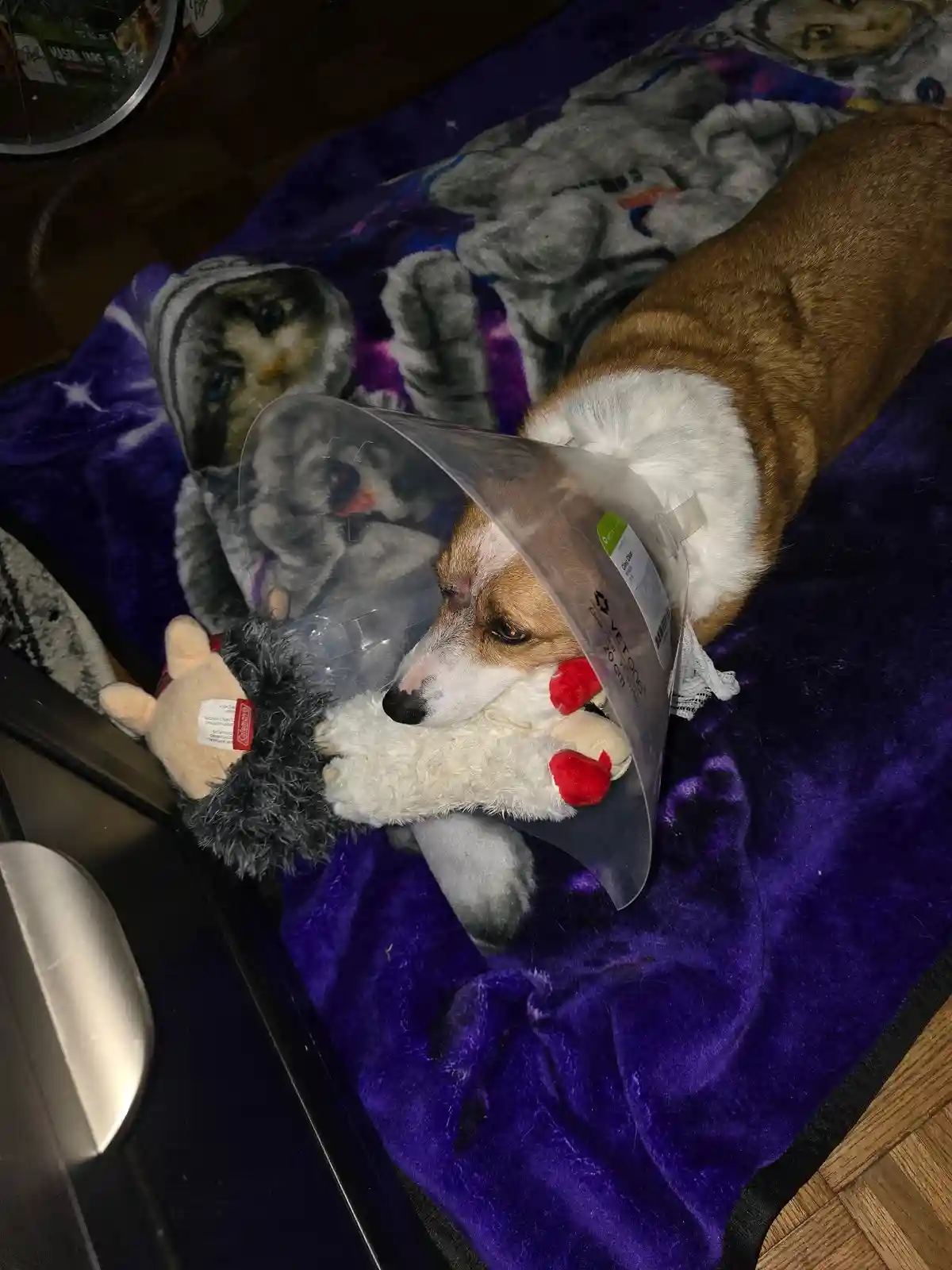 A brown and white corgi wearing a clear plastic cone of shame lies on a purple blanket, holding a stuffed animal plushie…