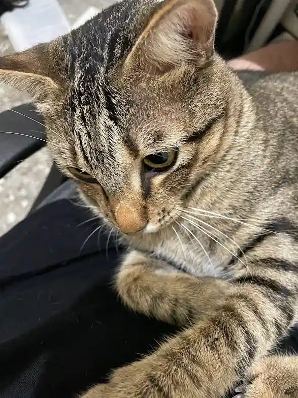 Adorable Feline Alert