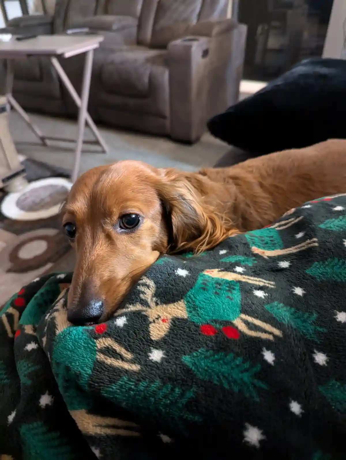 A brown dachshund with large, soulful eyes rests its head on a festive green blanket patterned with reindeer, pine trees…