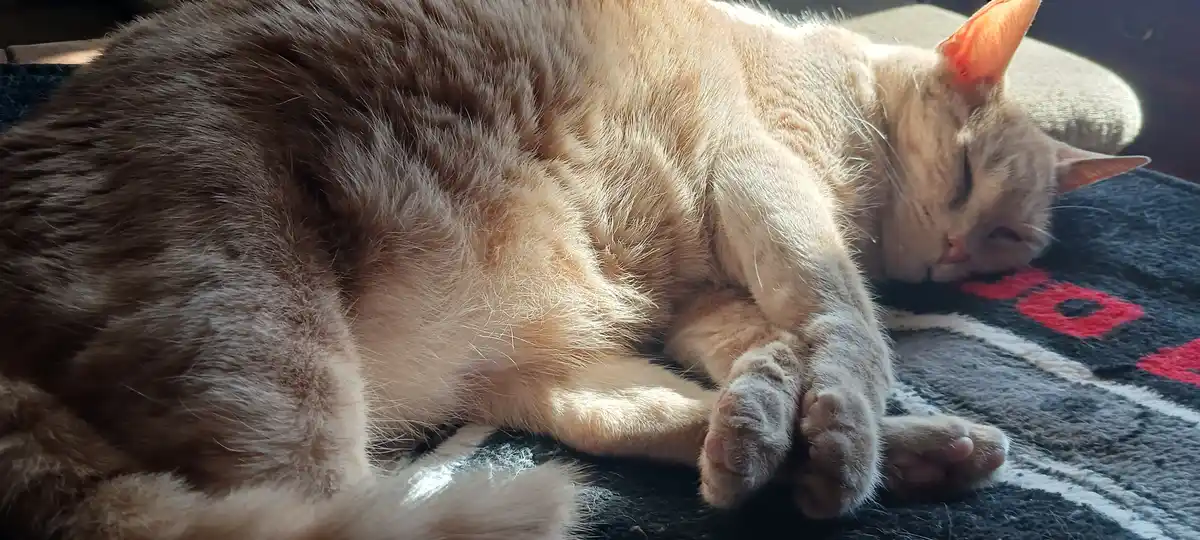 A ginger tabby cat is curled up and sleeping soundly on a dark gray and white patterned blanket with red accents, basking in…