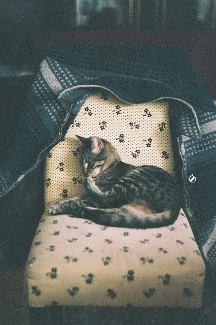 A tabby cat is curled up and sleeping on a patterned cushion that has black paw print designs, which is partially covered by…